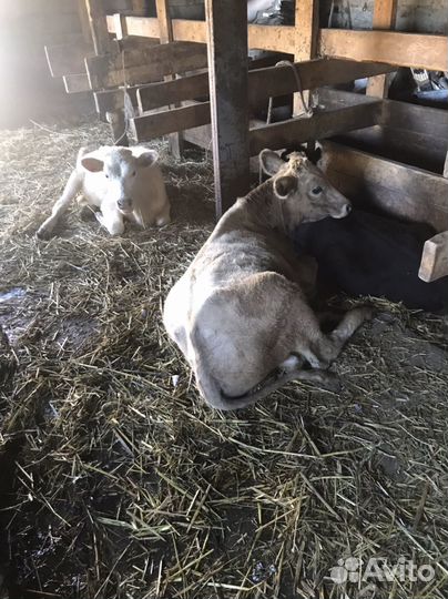 Бык и две телки