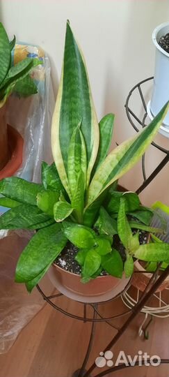 Хлорофитум кудрявый и сансевиерия
