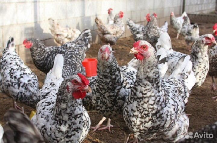 Пушкинские куры-несушки, яйцо инкуб., цыплята