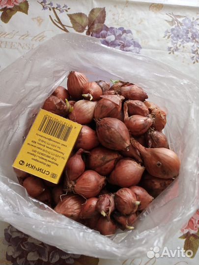 Лук шалот семейный бронь до ВТОРНИКА