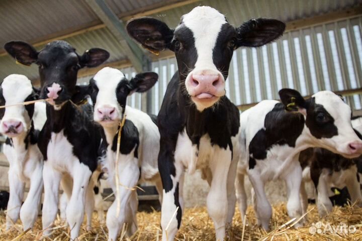 Продам бычков