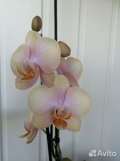 Орхидея фаленопсис Malmo