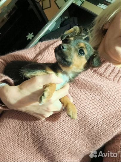 Отдам бесплатно в добрые руки