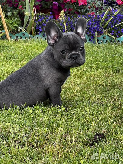 Французский бульдог голубой