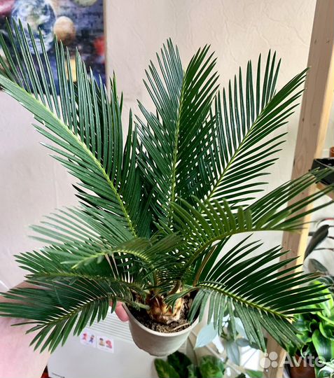 Пальма Цикас цветы растения