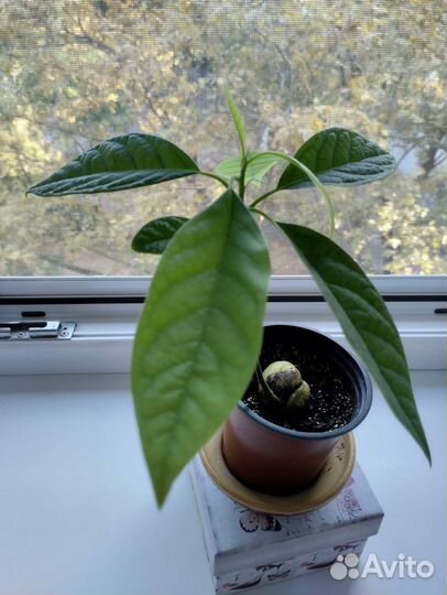 Растения авокадо, драцена, хамедорея