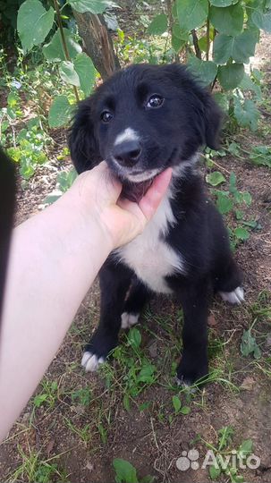 Щенок, 3 мес