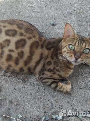 Бенгальские котята