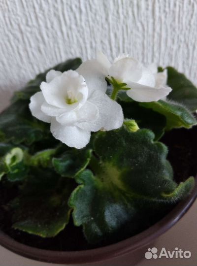 Фиалки сортовые