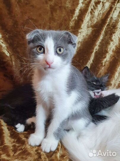 Вислоухая девочка котенок в добрые руки