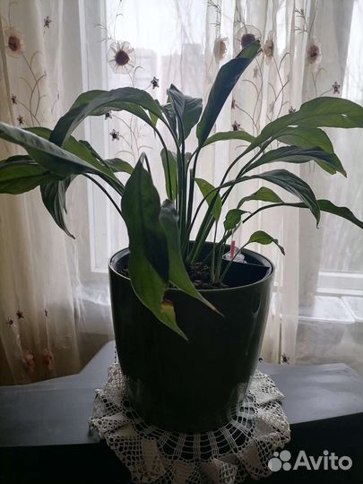 Спатифиллум