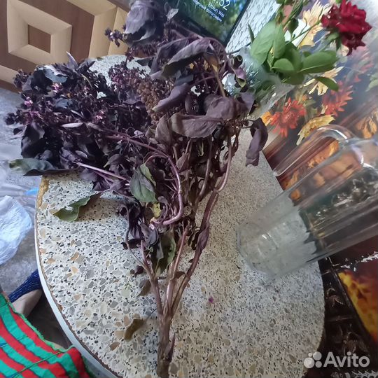 Базилик свежий