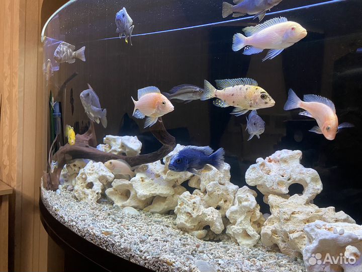 Аквариум с тумбой и рыбками