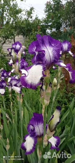 Ирис