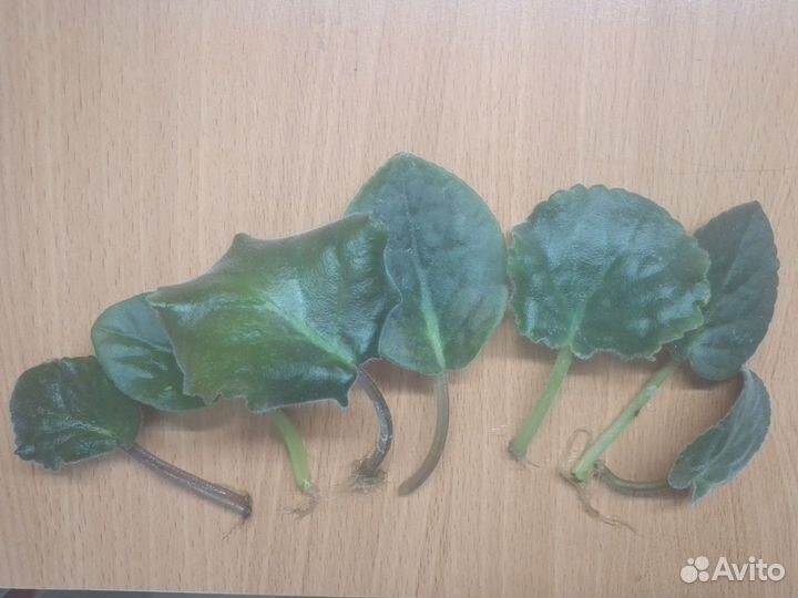 Фиалка набор листиков 7 шт