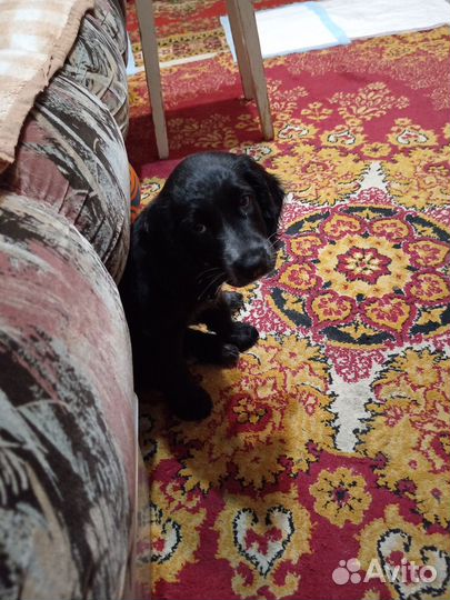 Щенки русского спаниеля