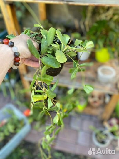 Хойи сортовые