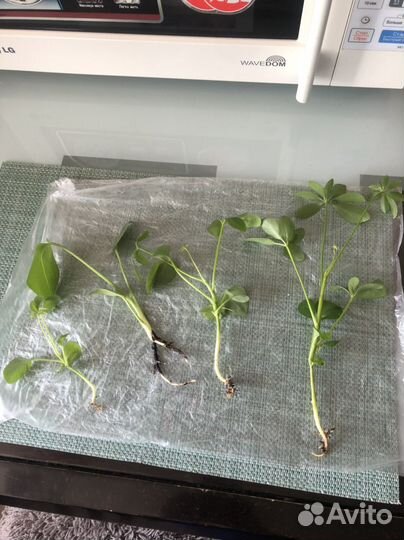 Комнатные цветы шефлера и женское счастье