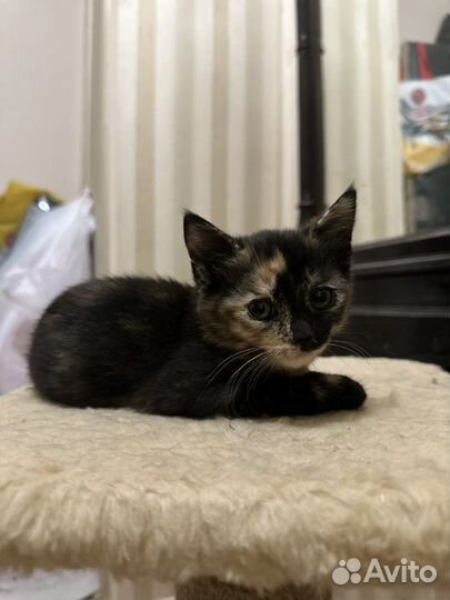 Британские котята