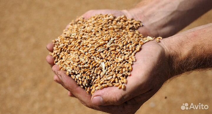Зерно пшеница на корм животным и птице