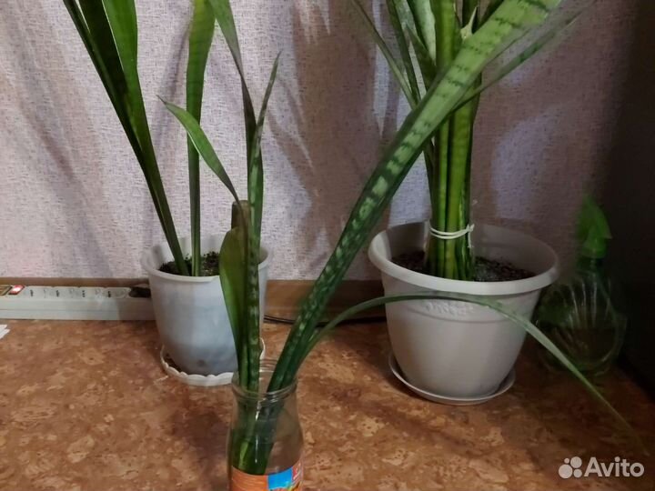 Сансевиерия