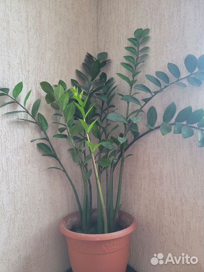 Замиокулькас,толстянка, декабрист Шлюмберга