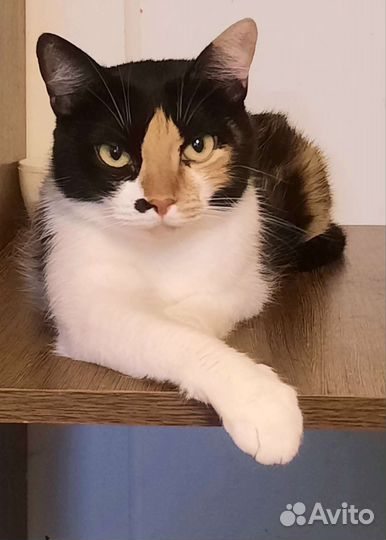 Кошка ищет дом