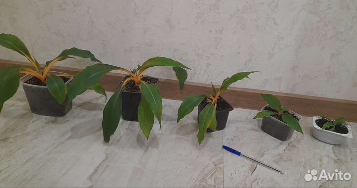 Хлорофитум грин оранж