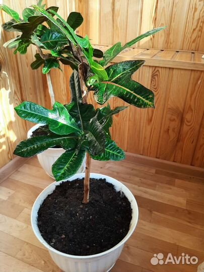 Кодиеум большой, туя, фиалки, кактусы