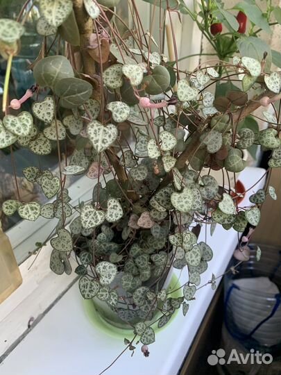 Циропегия вуда