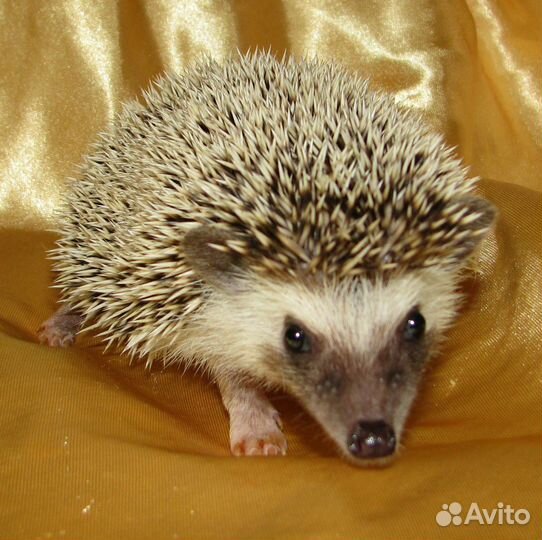 Африканский ежик