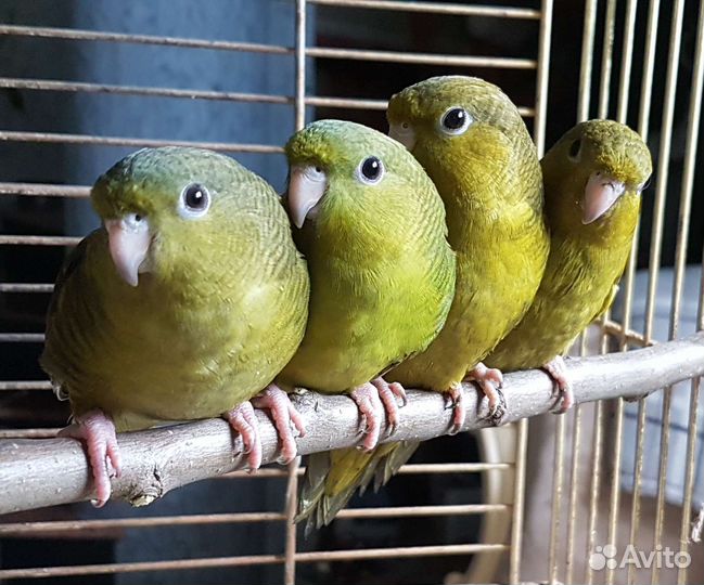 Толстоклювый попугай Катерины