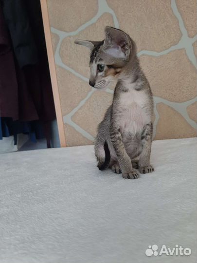 Ориентальные котята