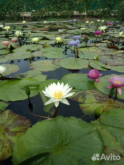 Лилии в пруд (нимфеи, кувшинки)