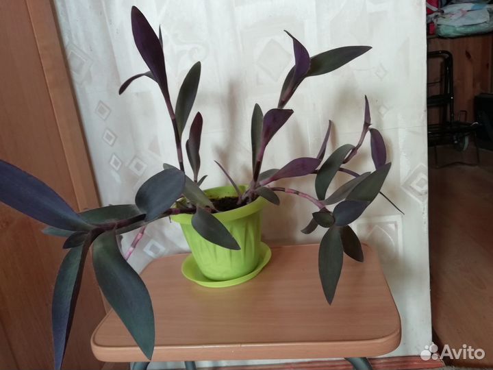 Традесканция Сеткреазия пурпурная и цветок Рео