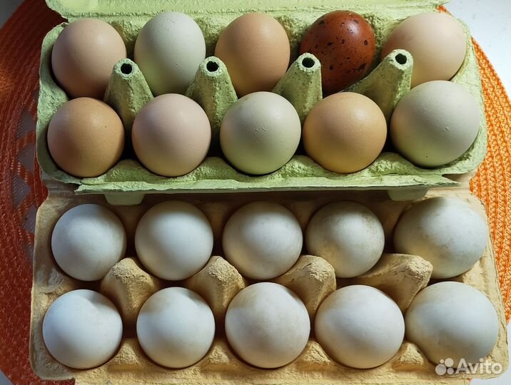 Инкубационное яйцо. Мараны, Утки