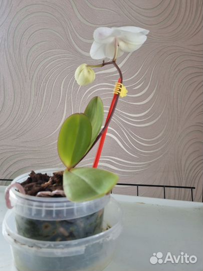 Орхидея фаленопсис
