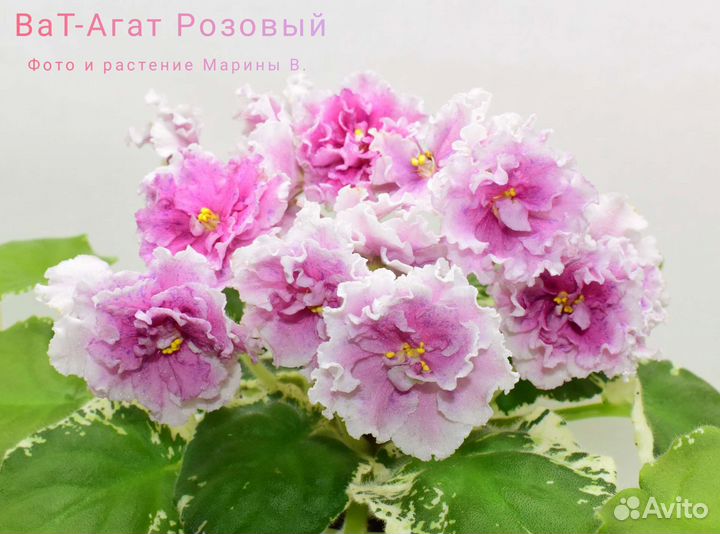 Стартеры сортовых фиалок