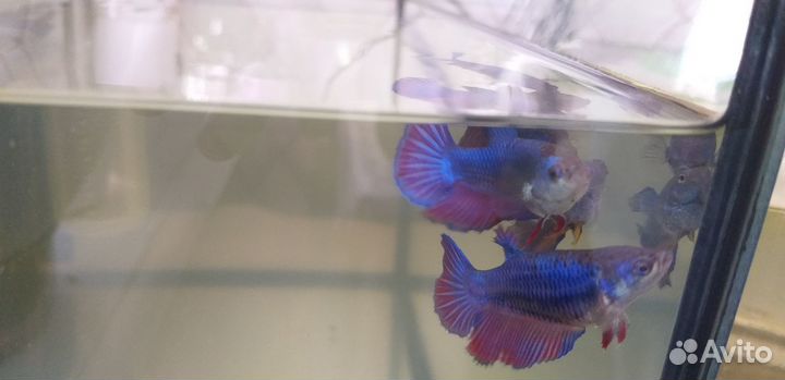 Петушок девочки