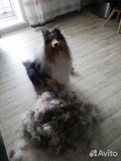 Шерсть собаки, колли