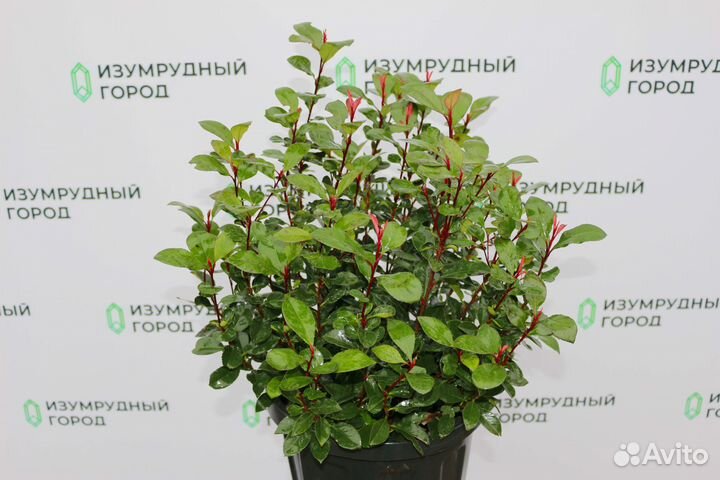 Фотиния Литл Ред Робин (нана)