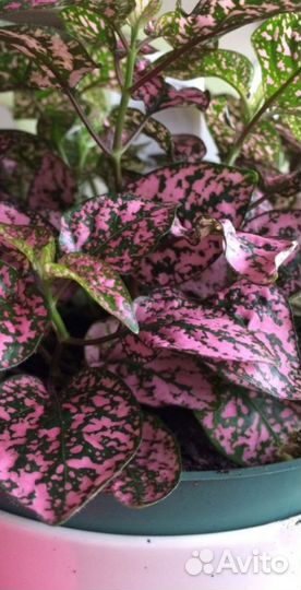 Гипоэстес, семена