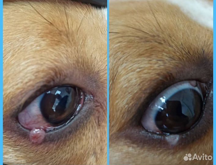 On-line консультация по лечению собак и кошек