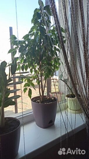 Фикус Бенджамин Наташа