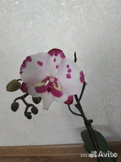 Орхидея Фаленопсис биглип молния