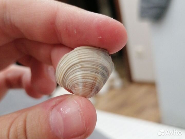 Ракушка из Дубая