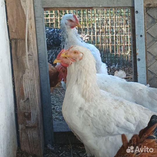 Молодки Мастер Грей