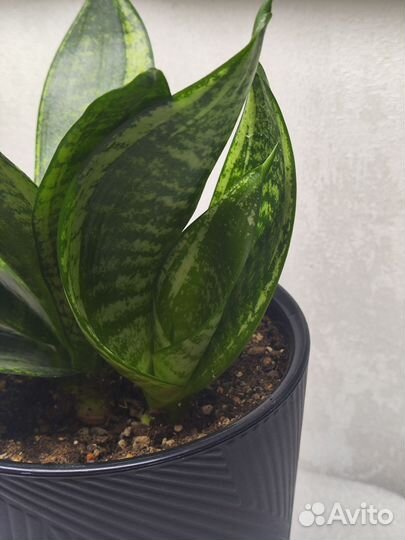 Сансевиерия Ханни Мартинс