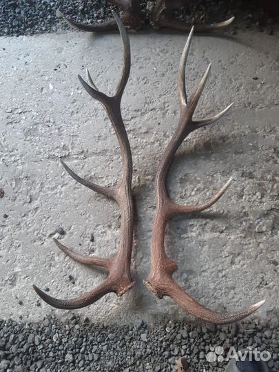 Рога лося, чага