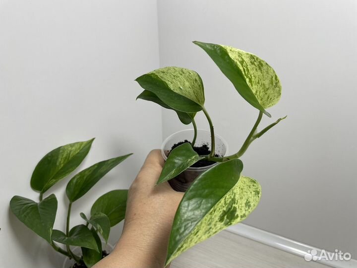 Сциндапсусы и эпипремнумы разных сортов